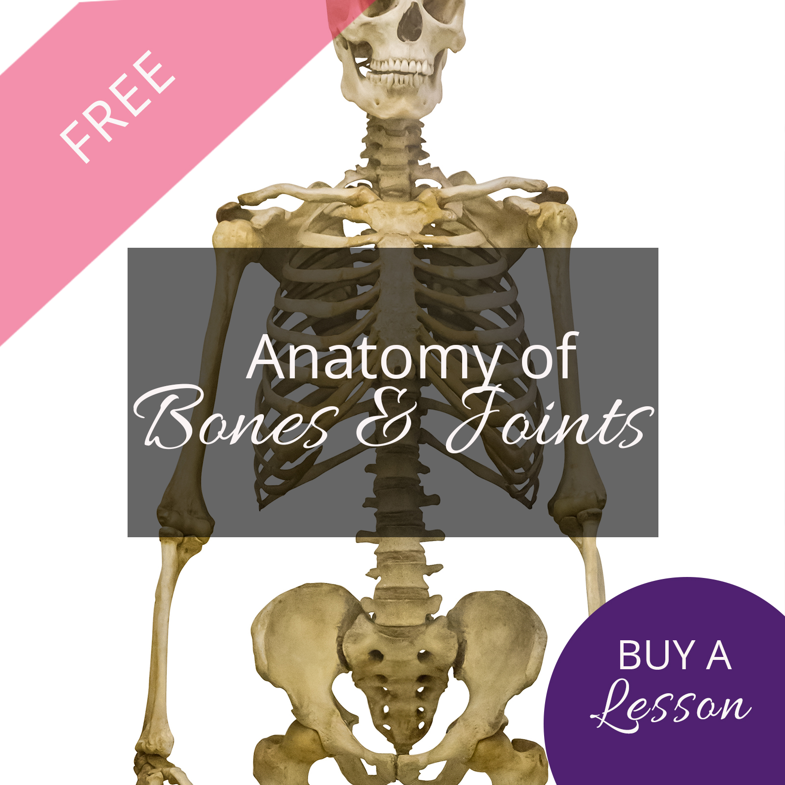 Teach Yoga Anatomy | Anatomy of Bones & Joints - FREE LESSON!
