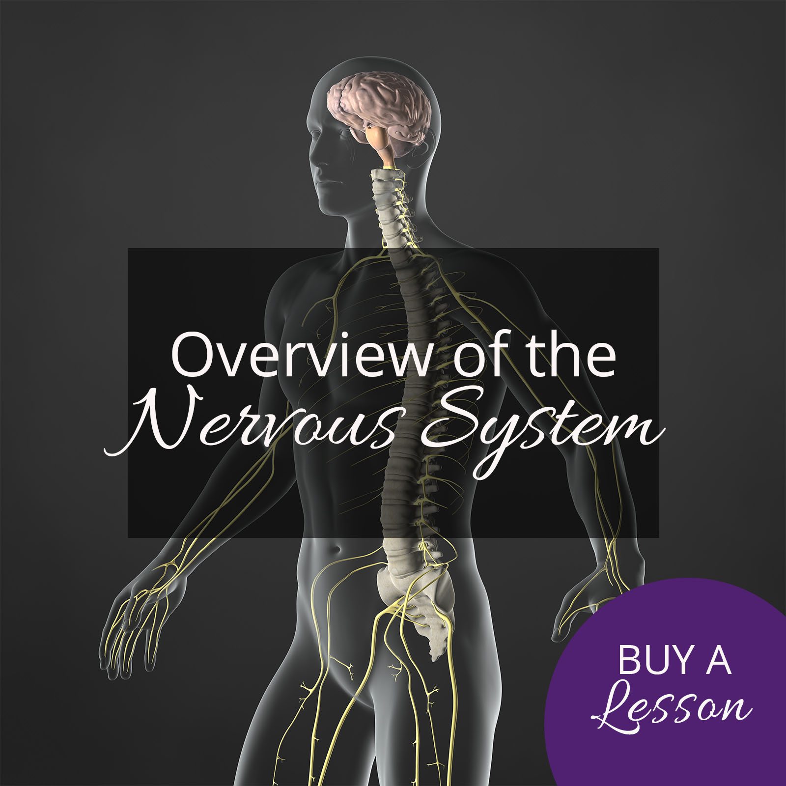 Teach Yoga Anatomy Overview of the Nervous System