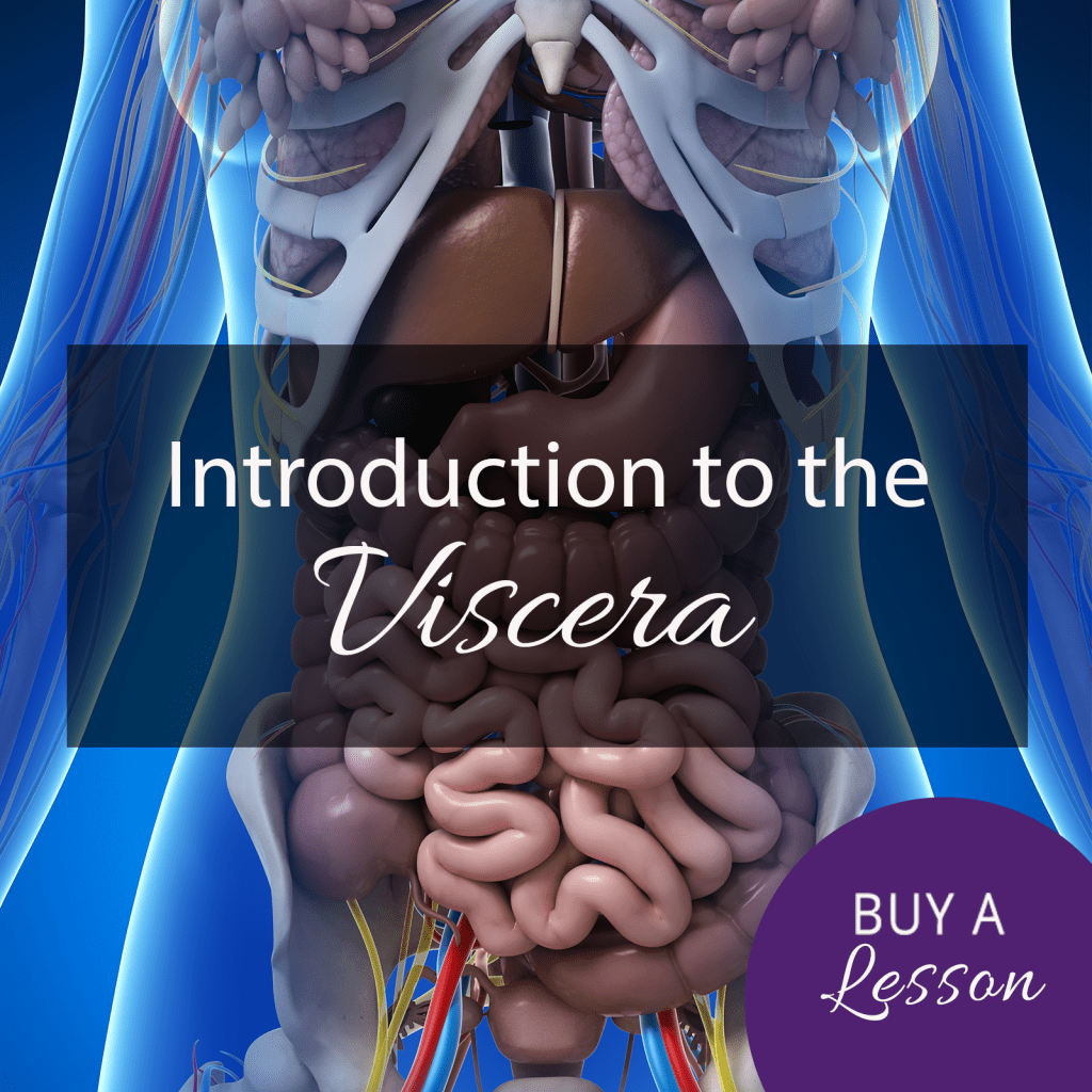 Teach Yoga Anatomy Introduction to Viscera Rachel Scott
